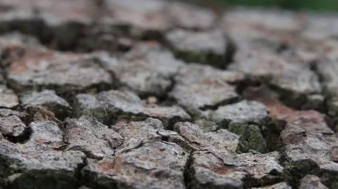 Bark Focus Shift 動画素材 57473385