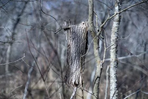 Bark folded over a branch in a forested area in the Austin, Texas Hill Country. Stock Photos