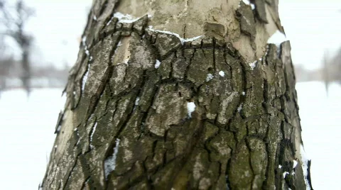 Bark Video stock 664652