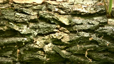 Bark Stock Footage 856704