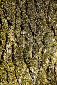 The bark of the forest tree is covered with green moss with a textured surface Stock Photos