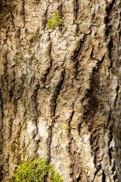 The bark of the forest tree is covered with green moss with a textured surface Stock Photos
