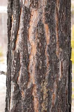 Bark forest tree, Siberian pine up close Stock Photos