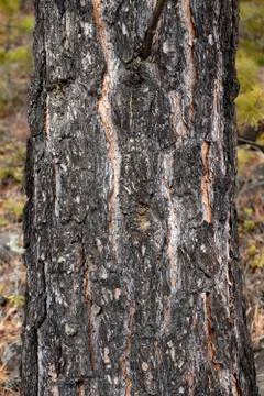 Bark forest tree, Siberian pine up close Stock Photos