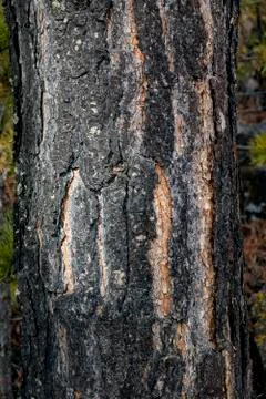 Bark forest tree, Siberian pine up close Stock Photos
