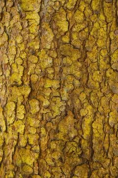 Bark of a forest tree with a textured surface Stock Photos