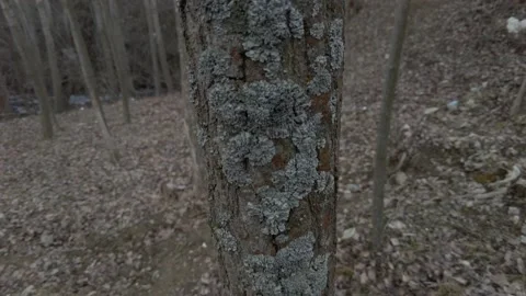 Bark formed on a slender tree Stockbeeldmateriaal 237714317