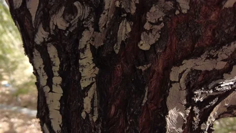Bark forming beautiful pattern Tree , 4K Stock Footage 163875865
