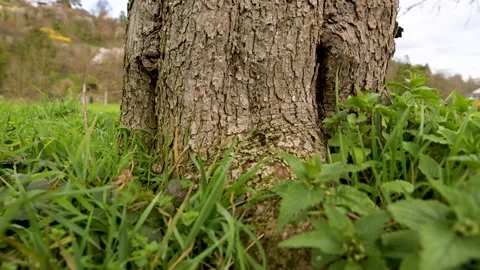 Bark fruit tree on meadow tracking shot upwards Stock Footage 236462330