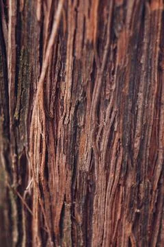 Bark of a grape tree close-up. Texture of a grapevine close-up. Background, w Stock Photos