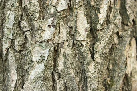Bark of a gray-green tree with deep furrows, texture, close-up The bark of... Stock Photos