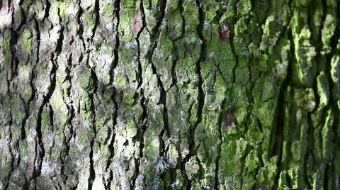 Bark green tree pine with shades and lights Stock Footage 46002956