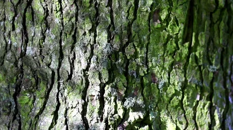 Bark green tree pine with shades and lights Stock Footage 46002957