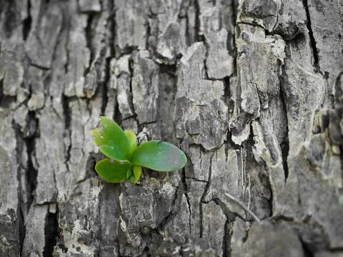 Bark Growth Stock Photos
