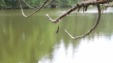 Bark hanging from the branch of a dead tree Stock Footage 248268254