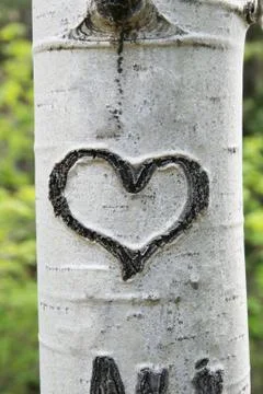 Bark heart Stock Photos