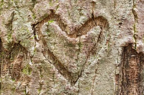 Bark heart Stock Photos