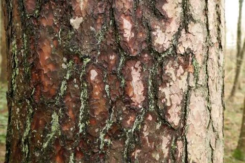 Bark on a high pine in the forest Stock Photos