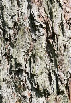 Bark of larch tree as background Stock Photos