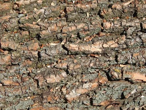 The bark of a large and old tree 库存照片