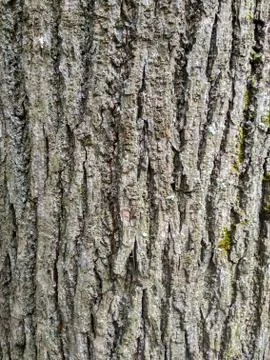 Bark of a large brown tree close-up. Stock Photos