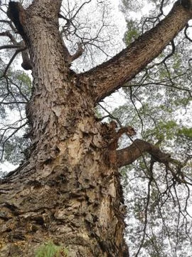 Bark of a large flame tree on white background 스톡 사진