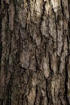 The bark of a large old tree in the forest Stock Photos
