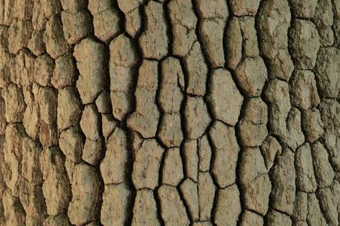Bark of a large tree background. Stock Photos