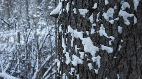 The bark of a large tree on the background of a winter forest. Stock Photos