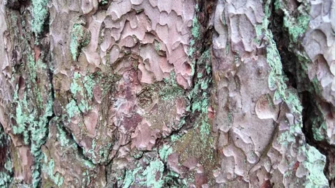 The bark of a large tree. The camera slides along the trunk. Slowmotion 스톡 동영상 320563238