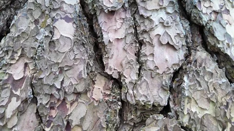 The bark of a large tree. The camera slides along the trunk. Slowmotion 스톡 동영상 320563250