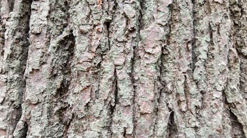 The bark of a large tree. The camera slides along the trunk. Slowmotion 스톡 동영상 320563252