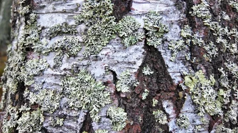 The bark of a large tree. The camera slides along the trunk. Slowmotion Vidéo 321368167