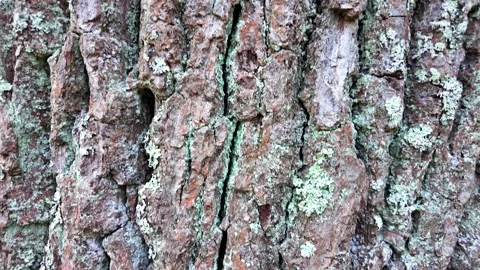 The bark of a large tree. The camera slides along the trunk. Slowmotion Stock-Footage 321368233