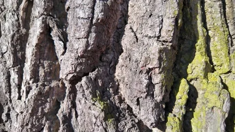 The bark of a large tree. The camera slides along the trunk Stock-Footage 333693372