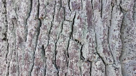 The bark of a large tree. Close-up. Slowmotion Video stock 335082067