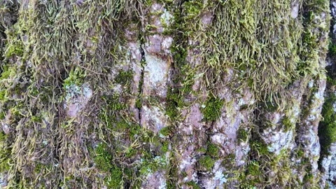 The bark of a large tree. Close-up. Slowmotion 動画素材 335082068