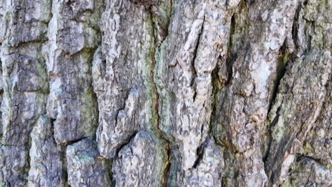 The bark of a large tree. Close-up. Slowmotion Stock-Footage 335082070