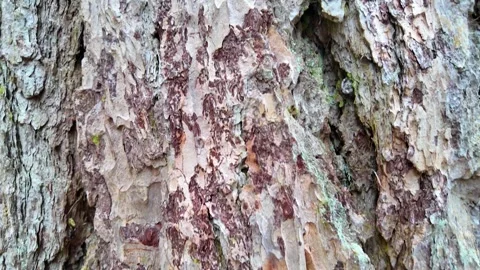 The bark of a large tree. Close-up. Slowmotion Stock-Footage 335082071