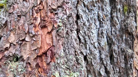 The bark of a large tree. Close-up. Slowmotion Stock-Footage 335303289