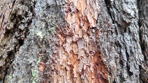 The bark of a large tree. Close-up. Slowmotion Video stock 335303291