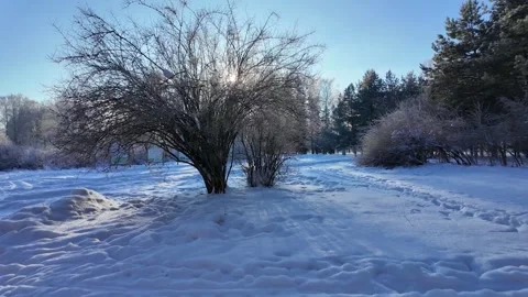 The bark of a large tree. Close-up. Slowmotion Stock-Footage 335303920