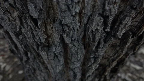 Bark of a large tree 動画素材 103938864