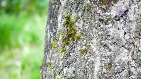 Bark of a large tree Stock Footage 155596258