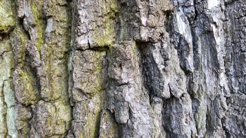 The bark of a large tree. Slowmotion Stock Footage 337784225