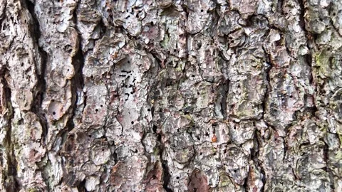 The bark of a large tree. Slowmotion Stock Footage 337784244