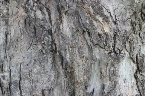 The bark of a large tree. Tree bark texture background Stock Photos
