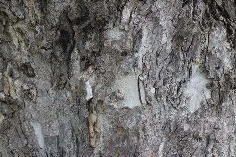 The bark of a large tree. Tree bark texture background Stock Photos