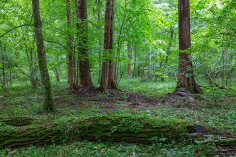 Bark-less dead spruces in old summertime deciduous stand,Bialowieza Forest,Po Foto stock