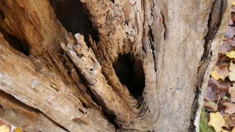 Bark less tree with brown and orange leaves on the ground Vídeo Stock 141764753
